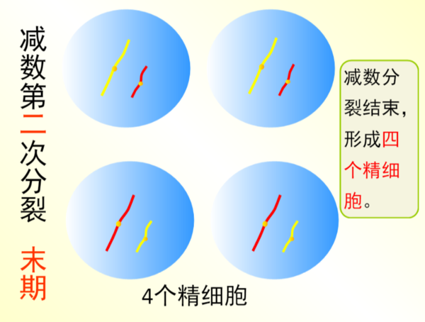 减数分裂各时期特点及图像