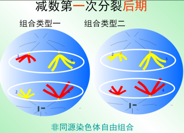 减数分裂各时期特点及图像