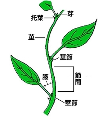 植物的茎在哪个部位?