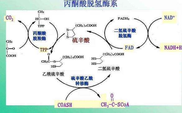 丙酮酸脱氢酶系的报落山卷贵副齐定义