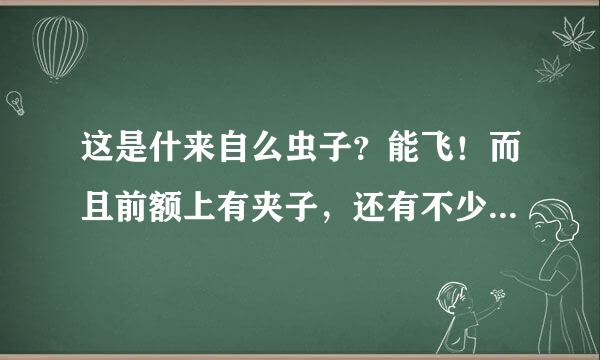 这是什来自么虫子？能飞！而且前额上有夹子，还有不少倒刺！咬人一口，特别疼！而且肿一块地方！酒开任菜京杂均求生物大神！