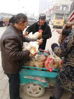 土公鸡怎么做好吃？