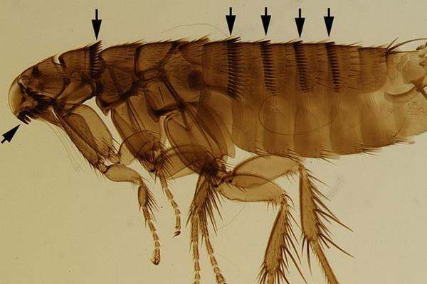 虱子和跳蚤有什么区别？