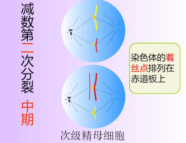 减数分裂各时期特点及图像