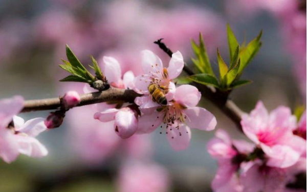 “又是一年芳草绿来自”出自哪首诗？全诗是什么？