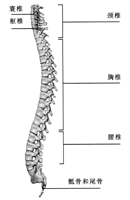 尾骨在哪个来自位置图片