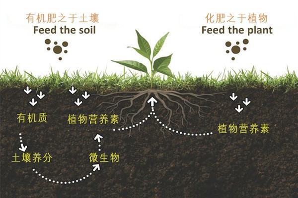 有机肥无机肥分别是什么