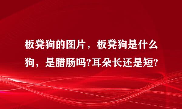 板凳狗的图片，板凳狗是什么狗，是腊肠吗?耳朵长还是短?