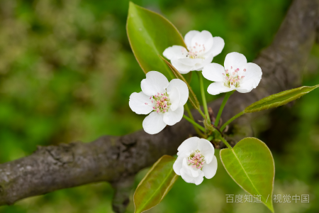 三月开什么花？