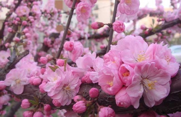 樱花来自的花语和传说