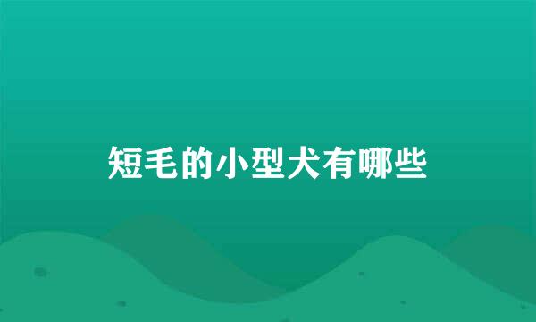 短毛的小型犬有哪些