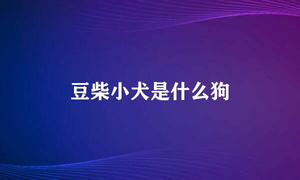 豆柴小犬是什么狗