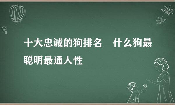 十大忠诚的狗排名 什么狗最聪明最通人性