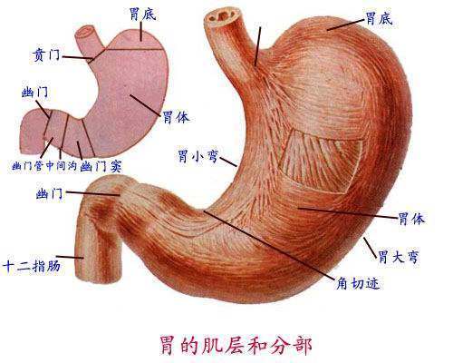 胃来自的各部位名称图