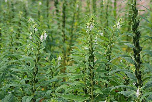 芝麻开花一节节令航高怎么由来的?