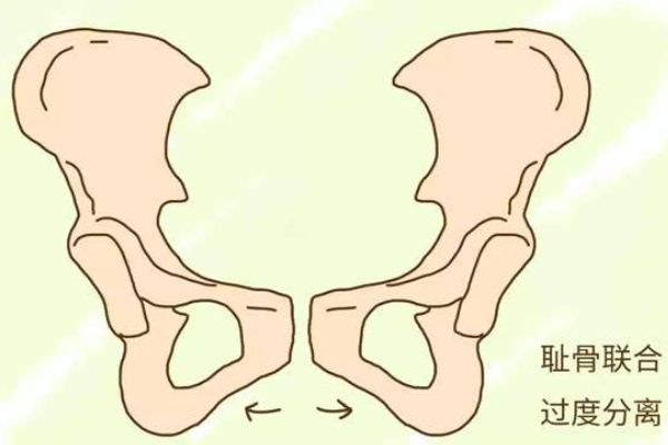 耻骨是哪里图片