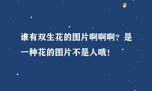 谁有双生花的图片啊啊啊？是一种花的图片不是人哦！