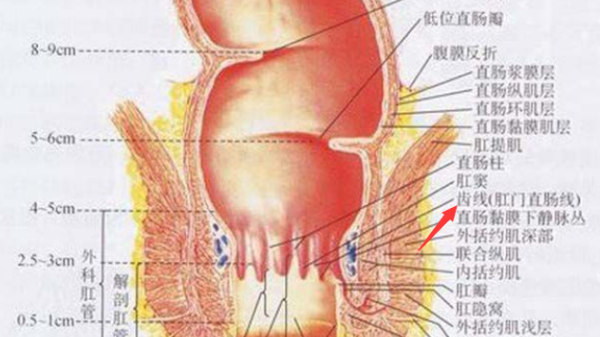 什么是齿状线