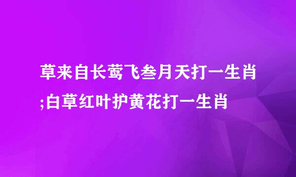 草来自长莺飞叁月天打一生肖;白草红叶护黄花打一生肖