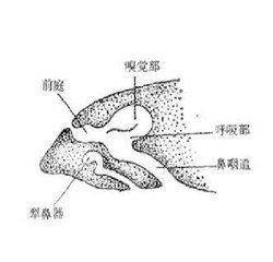 犁鼻器的介绍