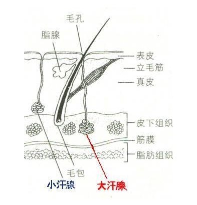 大观斯镇息单汗腺的概念