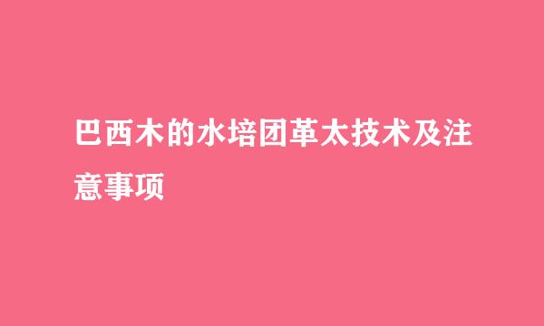 巴西木的水培团革太技术及注意事项