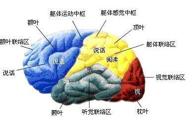 大脑结构图来自