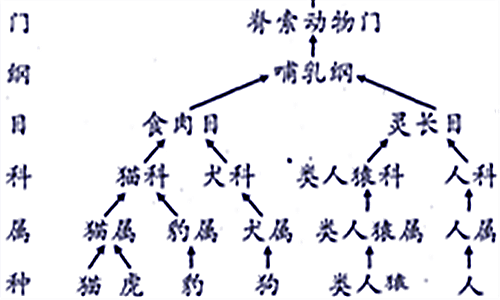 界门纲目科属种的英文