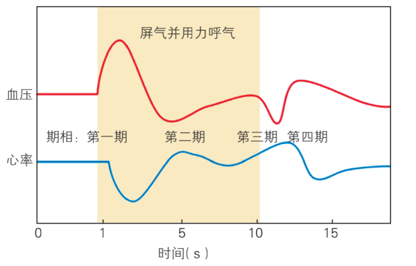 valsalva动作 图示法