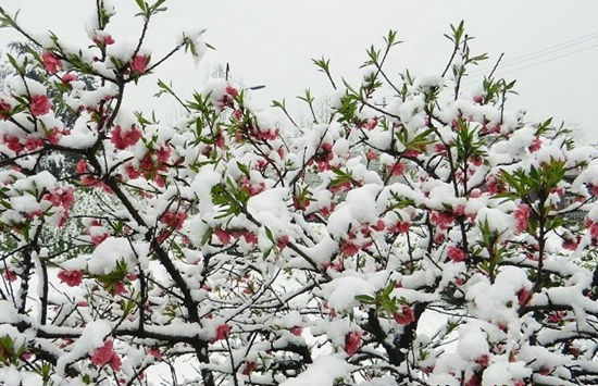 有下来自大雪的图片吗？给我