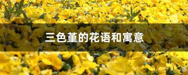 三色齐盟谈亲笔单难续到堇的花语是什么？