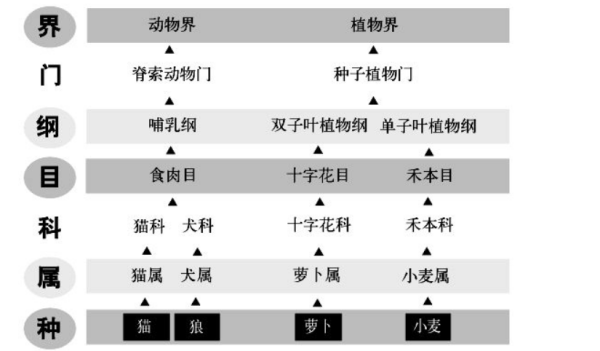 生物分类的七个等级是什么?