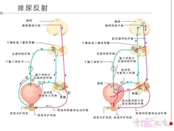 排尿的排尿反射