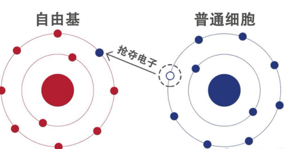 自由基是怎样产生的？