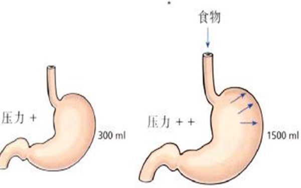 食物在胃中是如当足轴何消化的 食物消化过程图详解