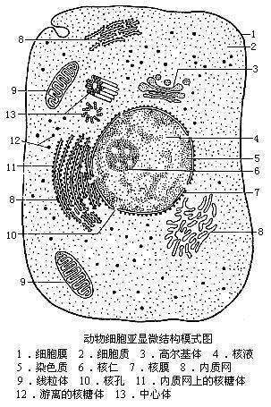 动物细来自胞结构图