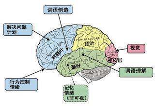 颞叶的功能