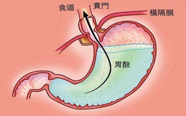 食物在胃中是如当足轴何消化的 食物消化过程图详解