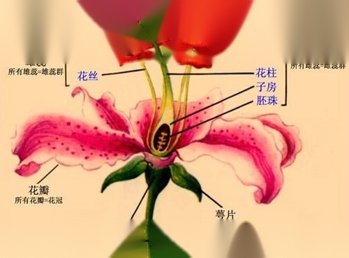 花的结构及花的结构图？