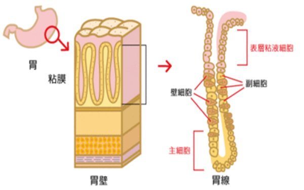 食物在胃中是如当足轴何消化的 食物消化过程图详解