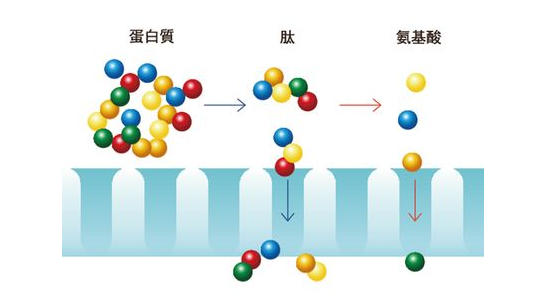 分子量来自的单位是什么？