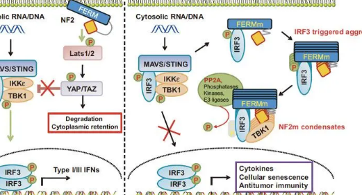 molecular cell影响因子是什来自么?