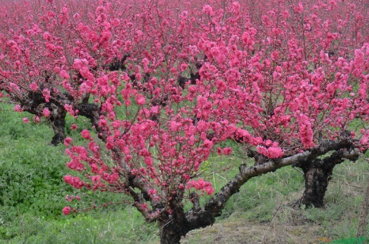 桃花仙人是指谁