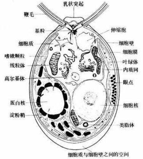 衣藻各部分结构及其作用，最好有配图