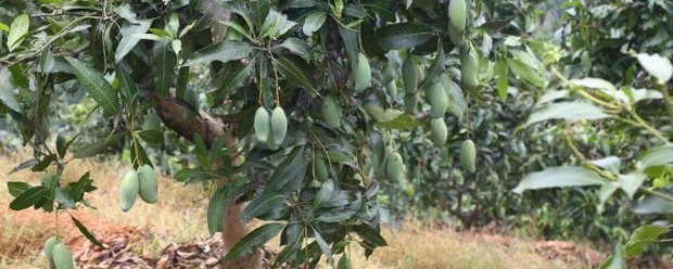 芒果种子盆栽种植方法