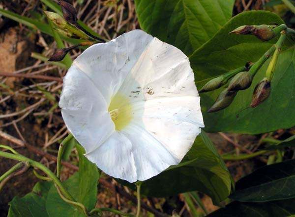 月亮花是一种什么花？（有图片更好)