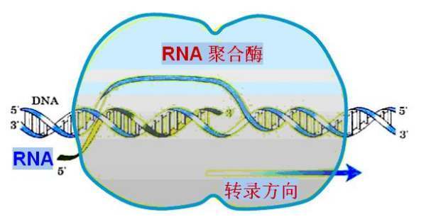 DNA聚合酶和RNA聚合酶的结来自合位点分别在哪？结合位点是啥360问答？