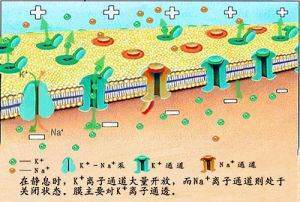 钾离子外流形成静息电位是主动还是被动