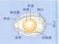 鸟卵的结构图及其来自功能