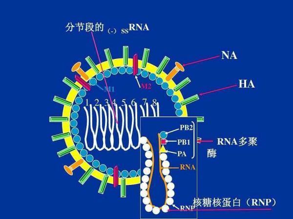 rna病毒如何复制